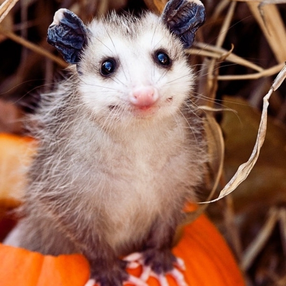 Meet your Posher, Essie - Picture 1 of 1